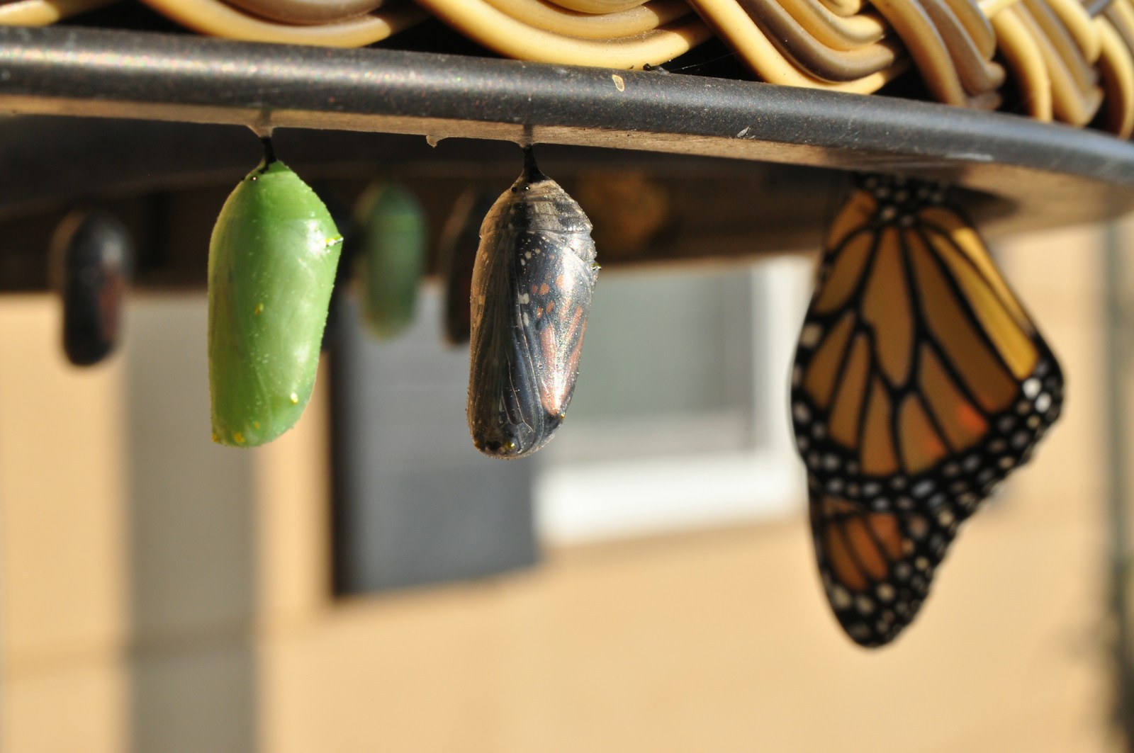 three pupas, illustration of inner transformation